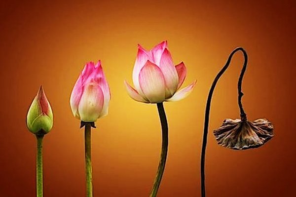 Cách tính Sinh Lão Bệnh Tử - TOP